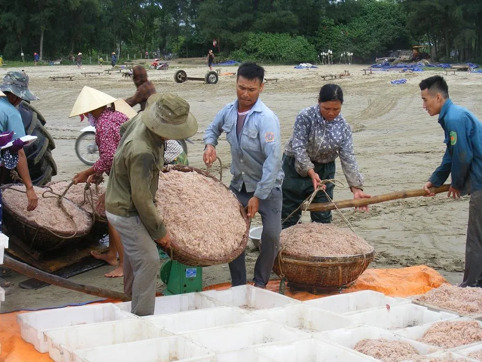 Được mùa ruốc biển ảnh 10