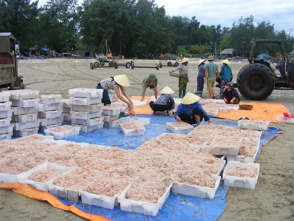 Được mùa ruốc biển ảnh 13