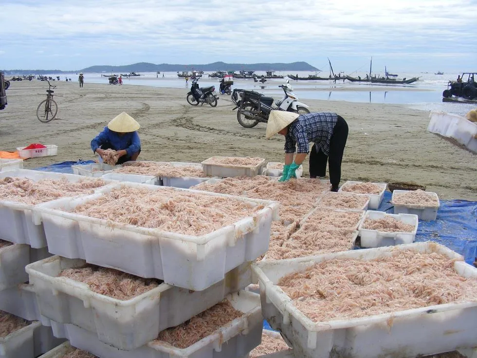 Được mùa ruốc biển ảnh 14