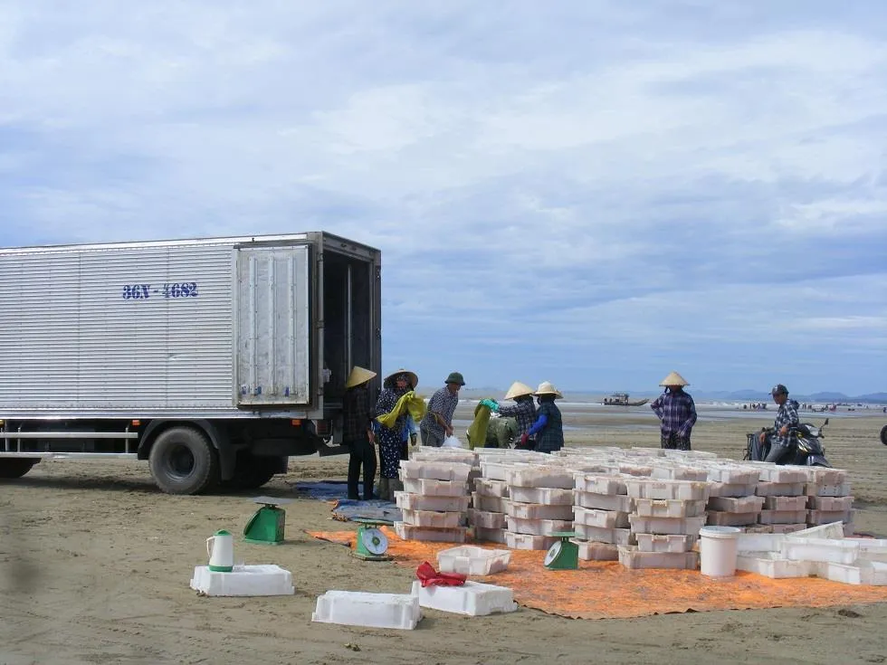 Được mùa ruốc biển ảnh 15