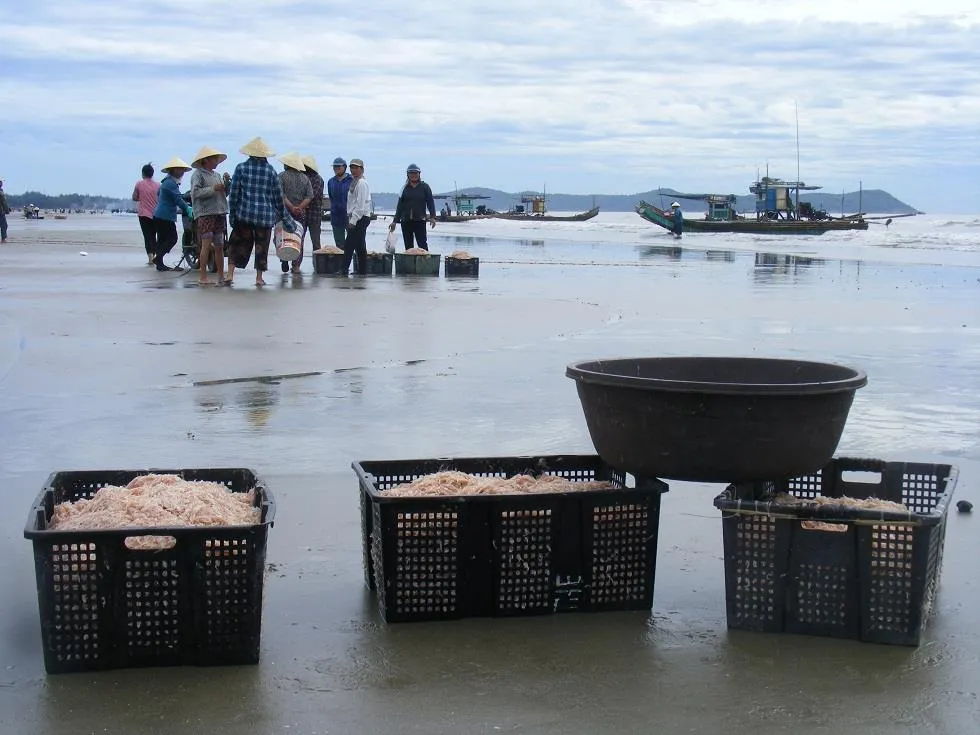 Được mùa ruốc biển ảnh 2