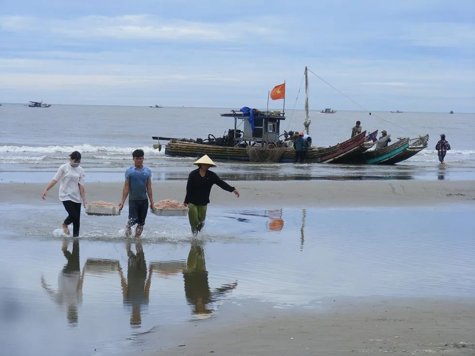 Được mùa ruốc biển ảnh 4