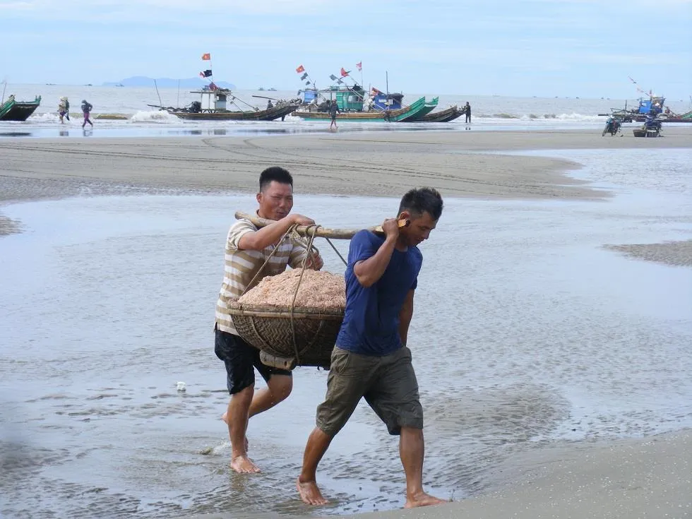 Được mùa ruốc biển ảnh 5