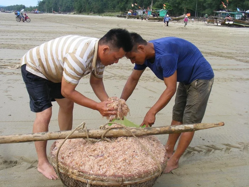 Được mùa ruốc biển ảnh 8