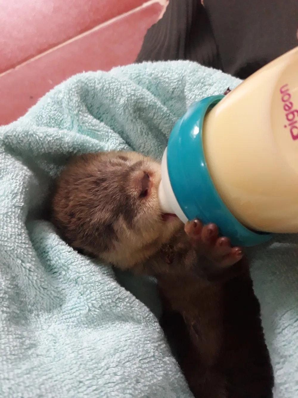 Cứu hộ thành công 15 cá thể rái cá quý hiếm ảnh 3