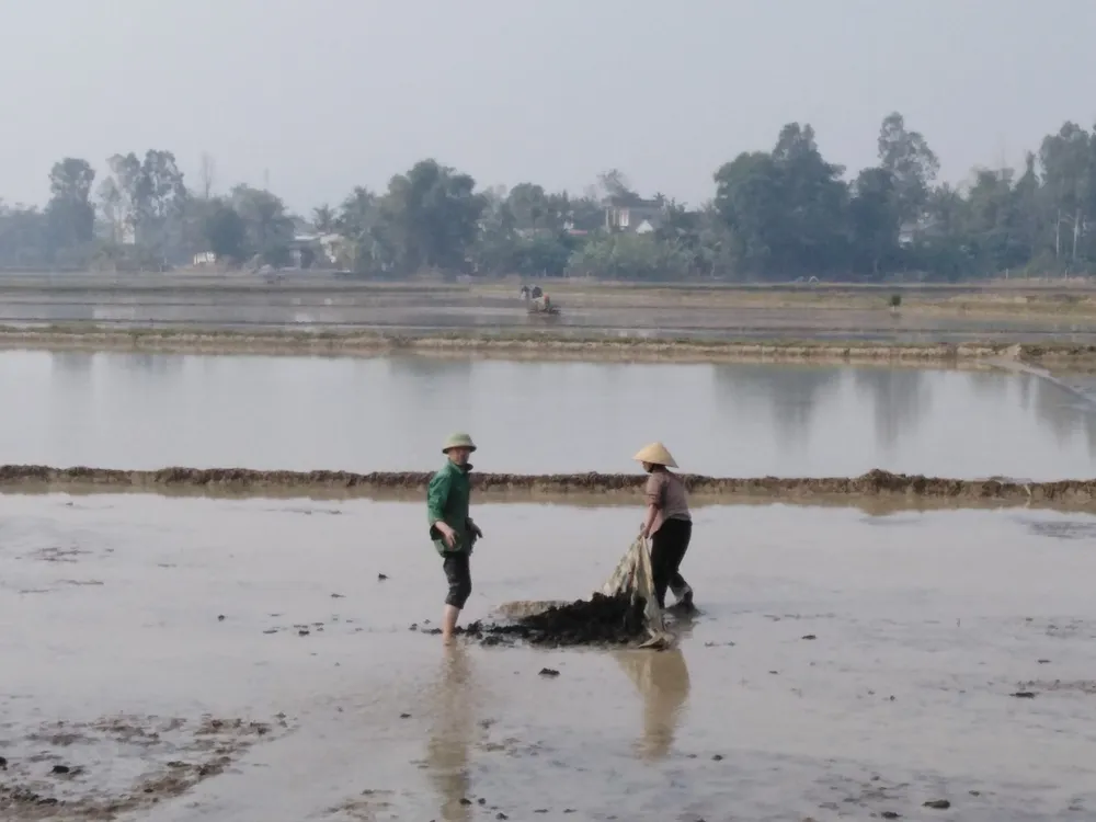 Nắng lên, nông dân tranh thủ xuống đồng ảnh 2