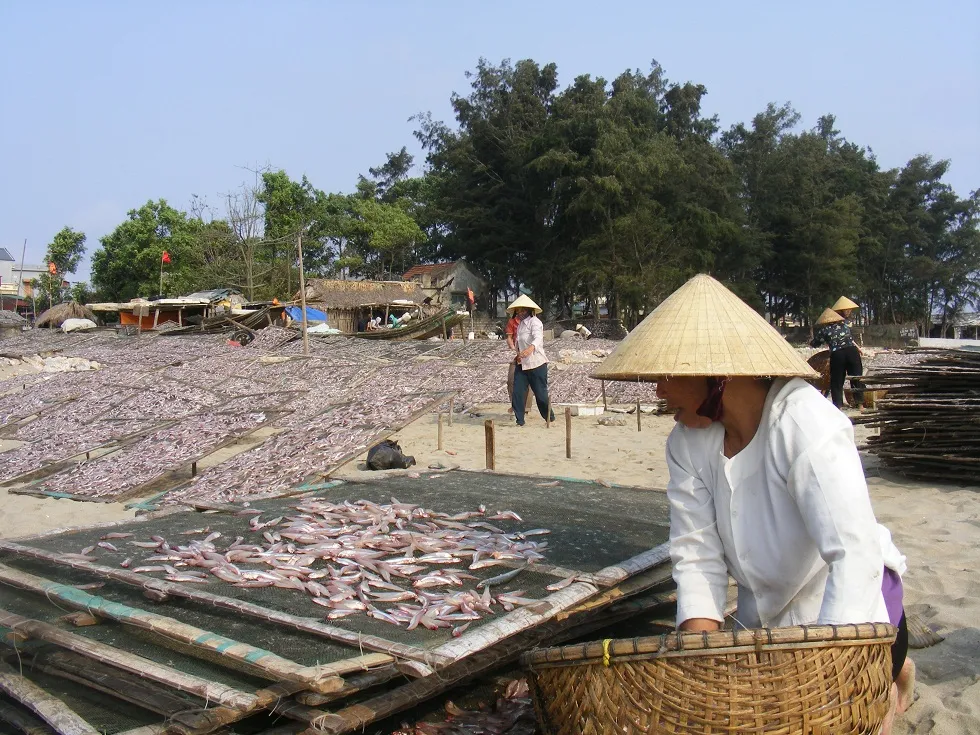 Đầu năm, ngư dân trúng mùa cá cơm ảnh 2