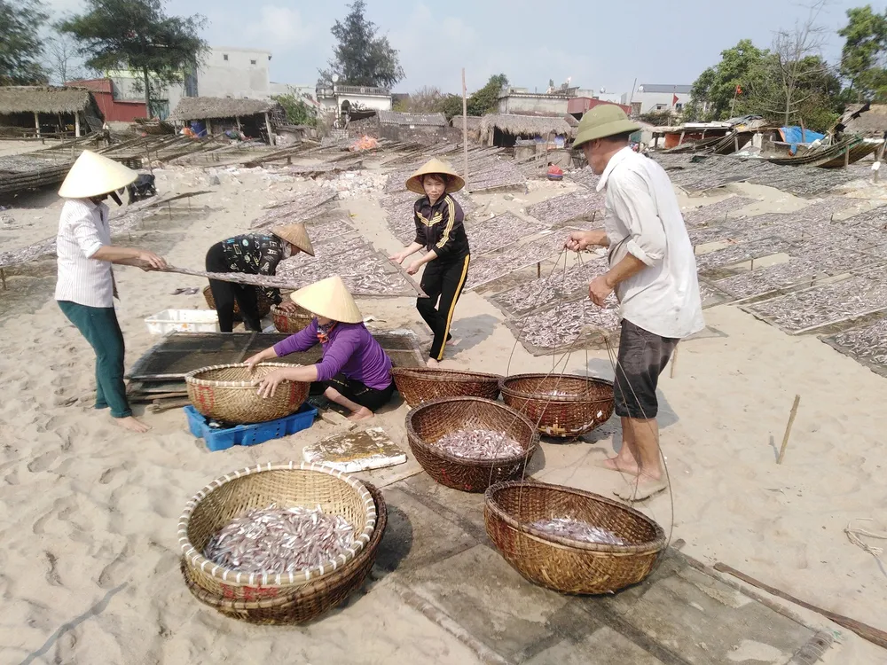 Đầu năm, ngư dân trúng mùa cá cơm ảnh 3