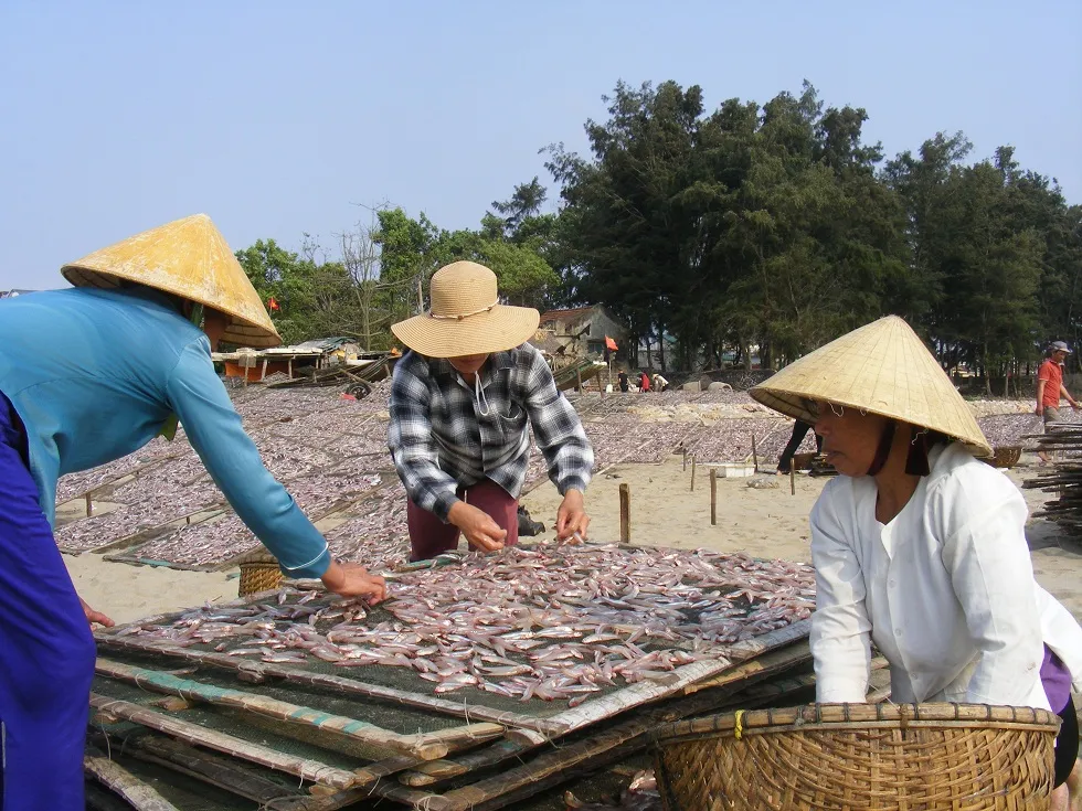 Đầu năm, ngư dân trúng mùa cá cơm ảnh 4