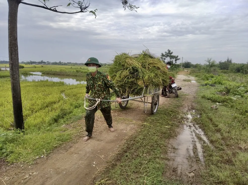 Bộ đội Biên phòng Nghệ An giúp dân thu hoạch lúa trong mùa dịch ảnh 5