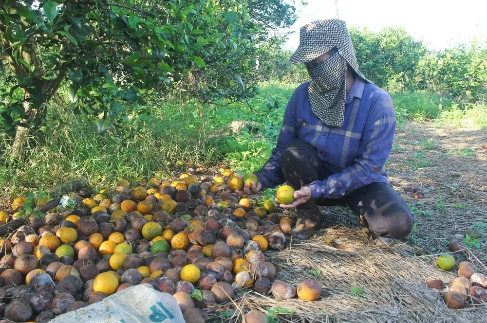  Vỡ quy hoạch cây trồng	 ảnh 2