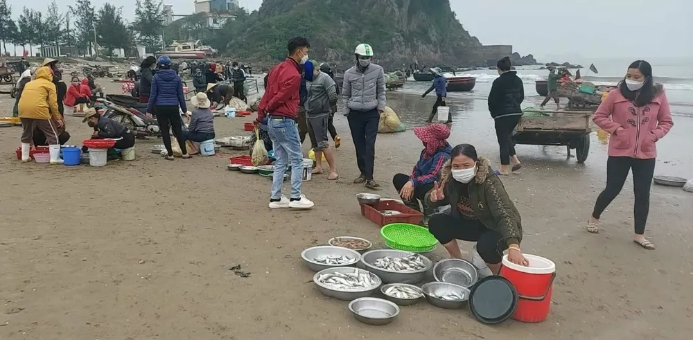 Ngư dân Bắc miền Trung đánh bắt gần bờ cho thu nhập cao ảnh 2