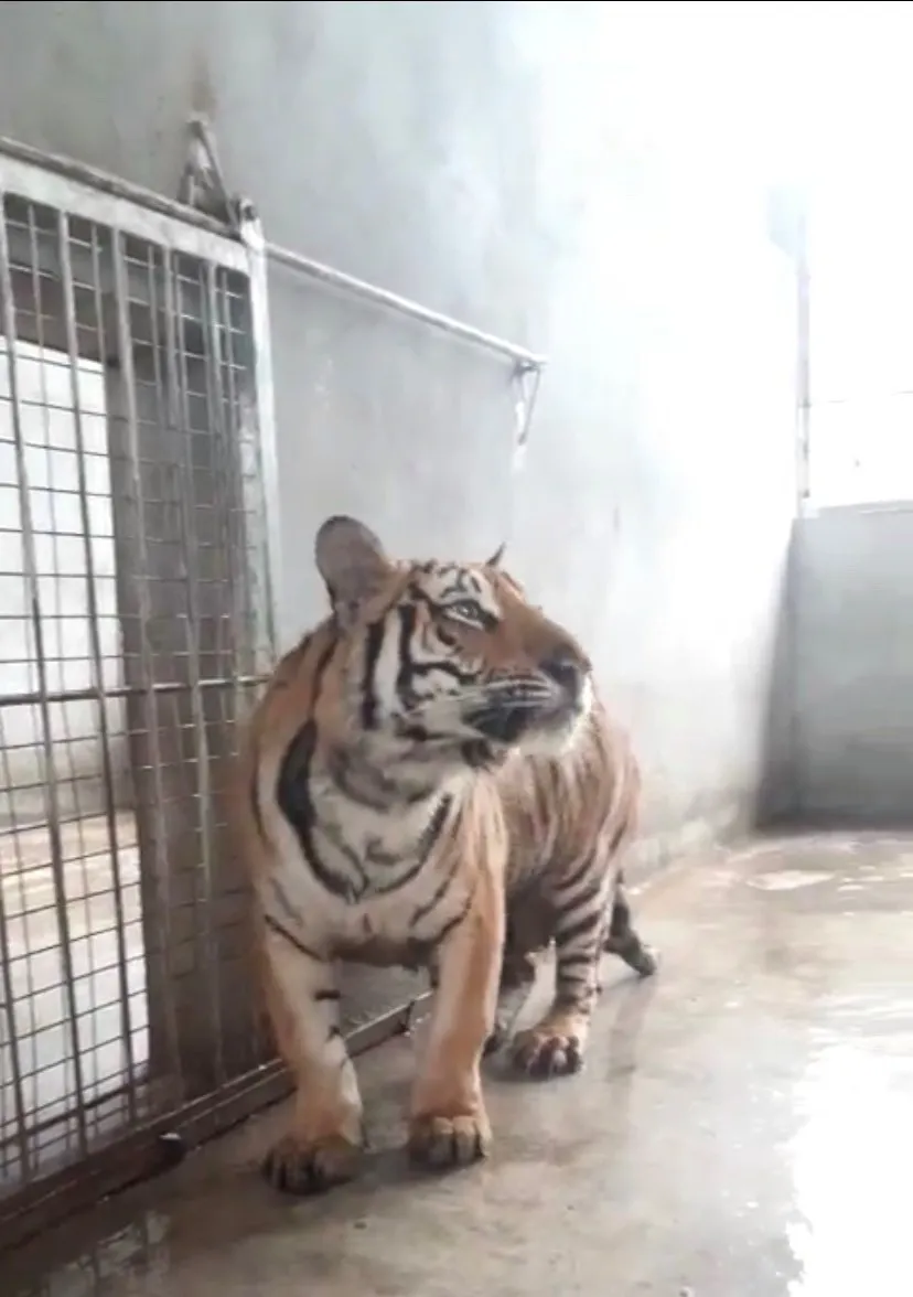 Tìm “đầu ra” cho… hổ ảnh 2