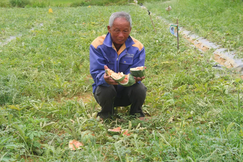 Lão nông bị phá nát ruộng dưa xin miễn tội cho 5 thanh niên phá dưa ảnh 1