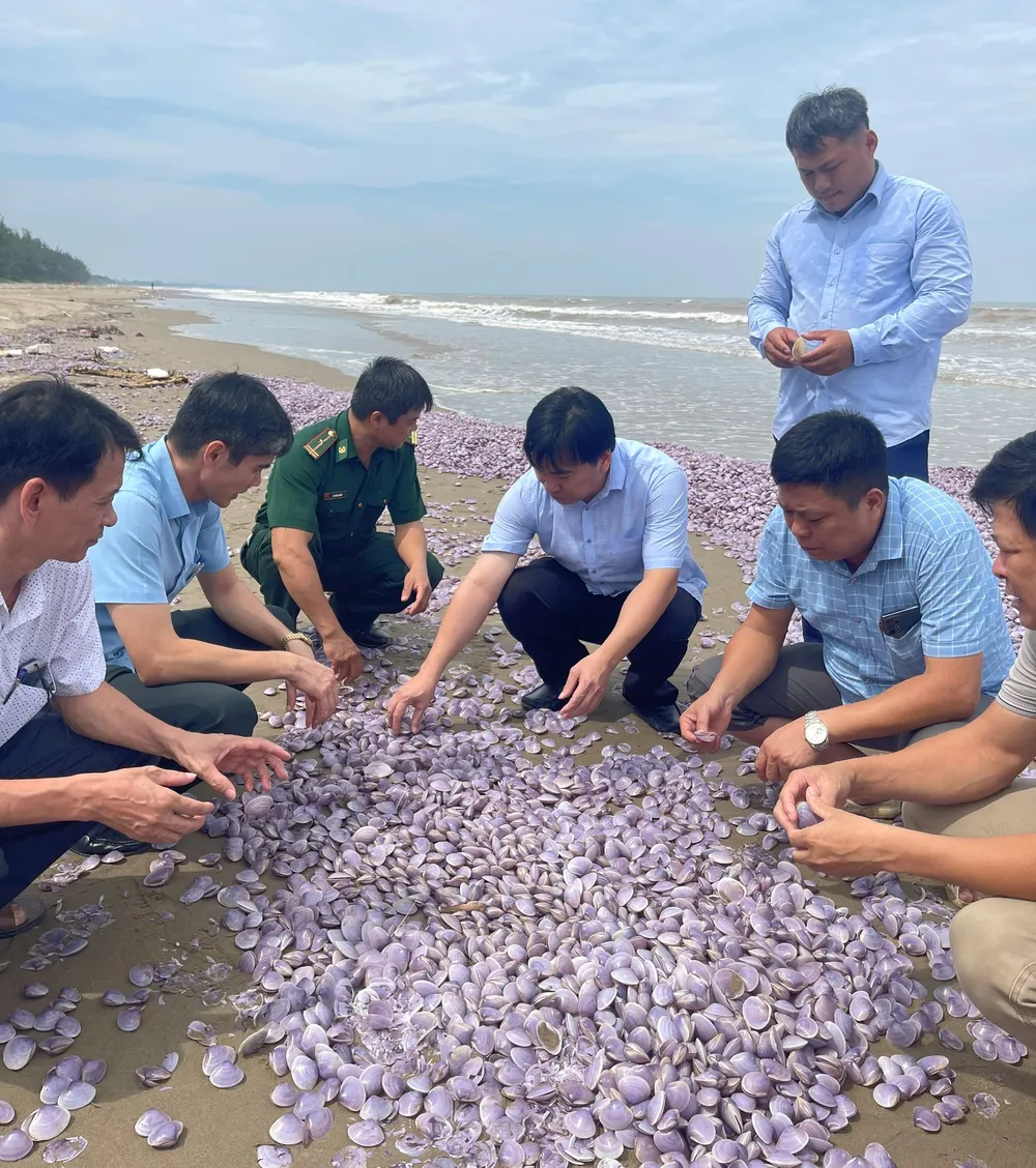 Bất thường: Hàng chục tấn nghêu chết dạt vào bãi biển Thanh Hóa kéo dài 3km ảnh 2