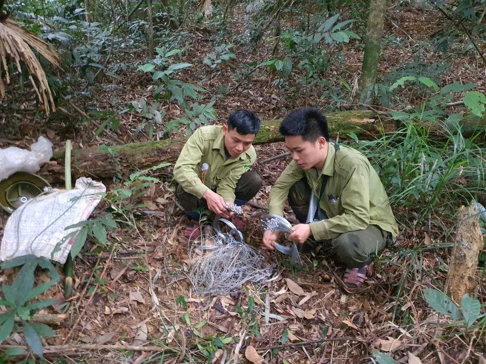 Phát hiện, thu giữ dụng cụ đánh bẫy của những người săn bắt thú rừng Phát hiện, thu giữ dụng cụ đánh bẫy của những người săn bắt thú rừng