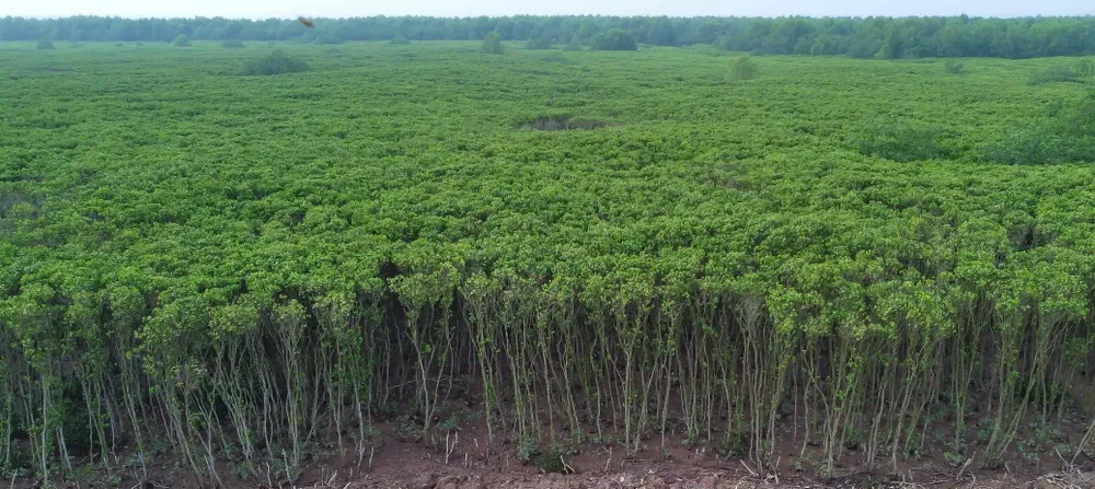 Một cánh rừng ngập mặn tại huyện Hậu Lộc (Thanh Hóa)