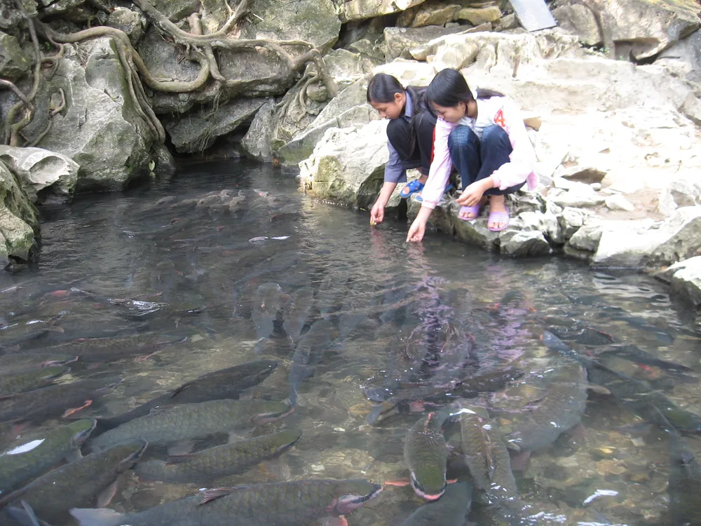 Suối cá thần Cẩm Lương