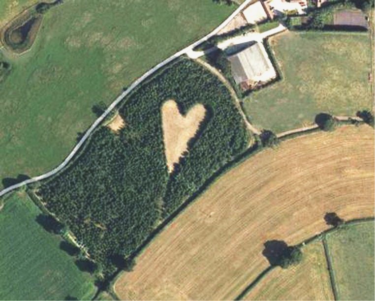 老農種6000棵橡樹懷念亡妻。（圖片來源：互聯網）