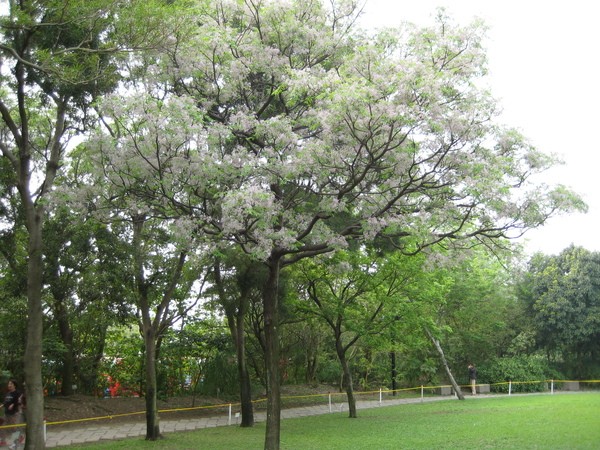 苦楝樹（圖片來源：互聯網）