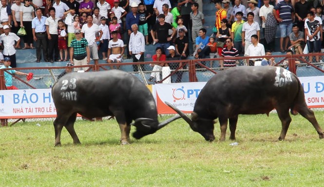編號１８的水牛觸死主人致死。（圖片來源：互聯網）