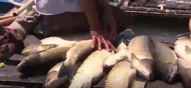 死亡的魚（圖片來源：互聯網）