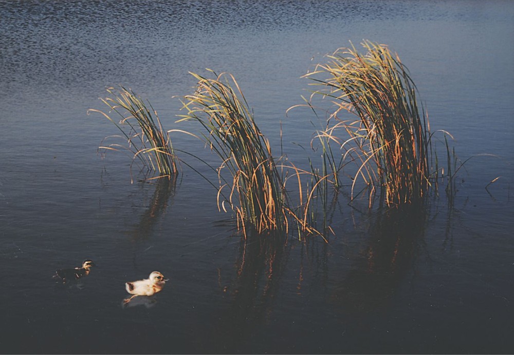 曾廣健拍攝作品