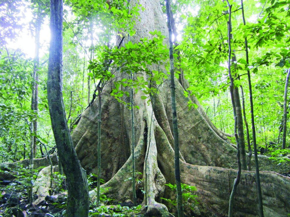 吉仙國家公園 ảnh 1