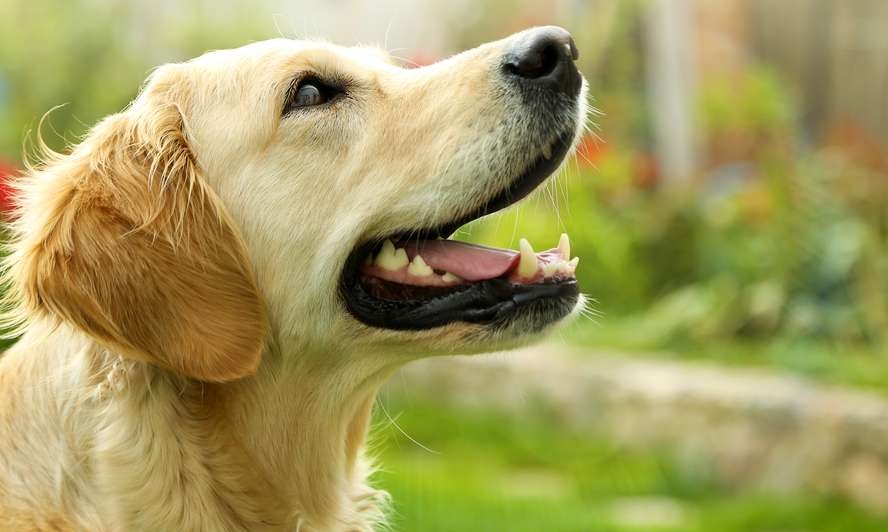 （圖源：互聯網。）