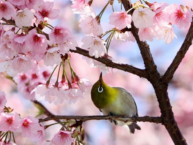 （圖源：互聯網。）