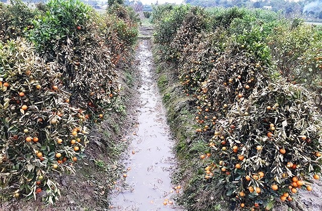 破壞 400 棵金橘被判 30 個月徒刑。