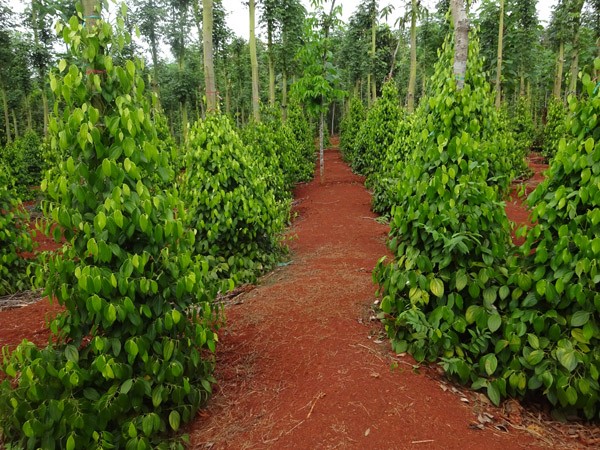 （示意圖源：互聯網）