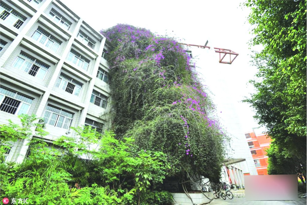  30 米高“鮮花瀑布”