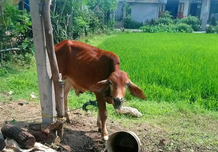 （圖源：互聯網）