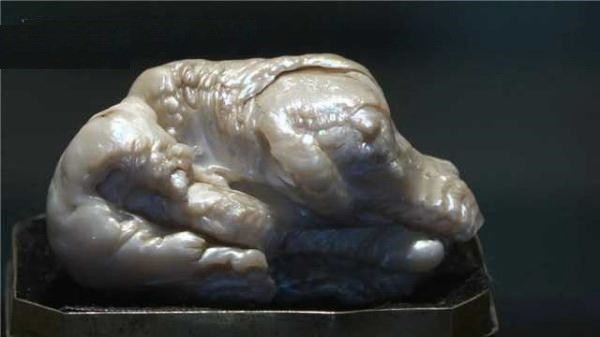 這顆珍珠被稱為“睡獅”