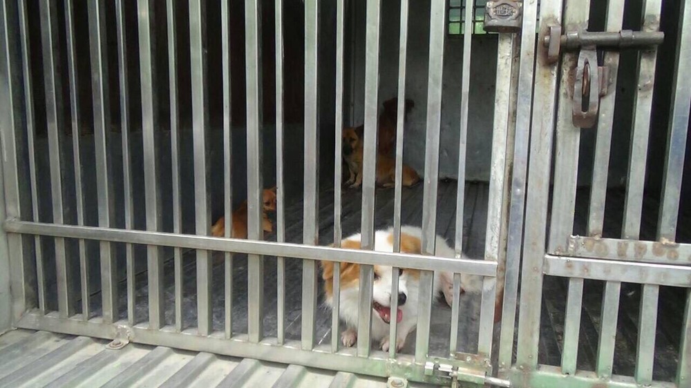 隨處亂跑犬隻被捕後將獲帶回第一郡德河坊梅氏榴街３１號。