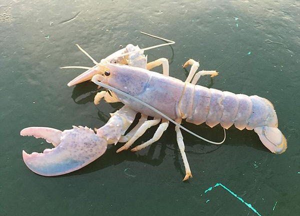 漁民捕獲極罕見白化龍蝦