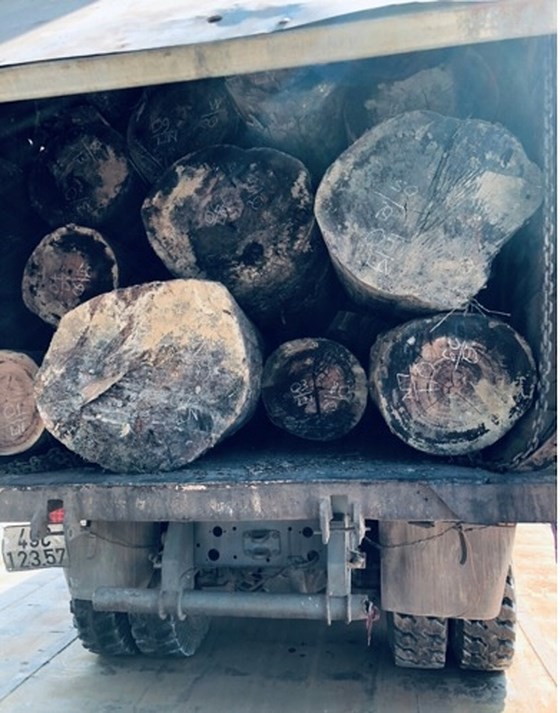 運送走私木材 3 卡車被查獲