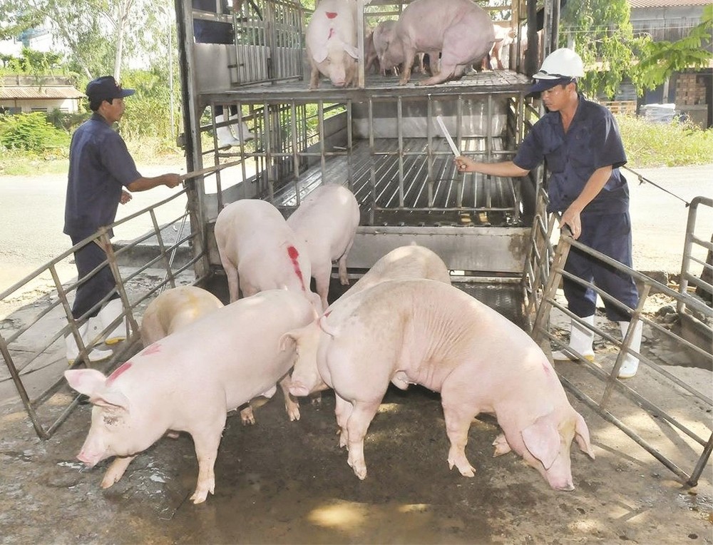 本市加強防止非洲豬瘟檢查工作。