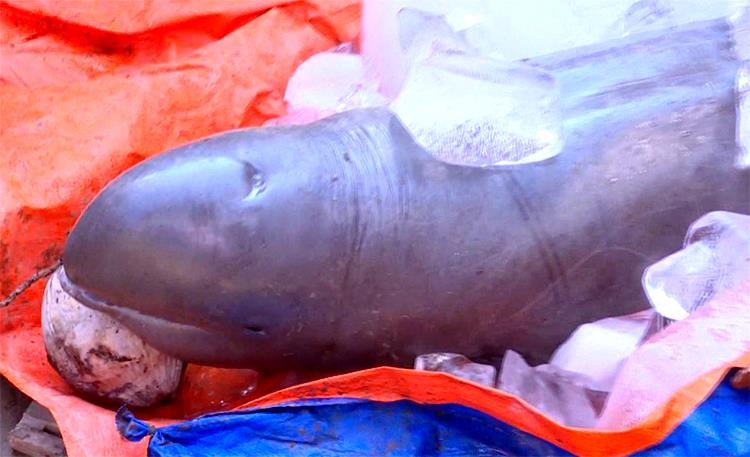 檳椥省漁民捕獲河豚