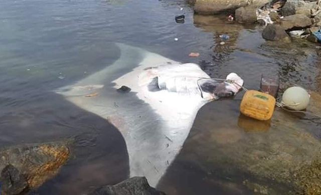 （圖源：互聯網）