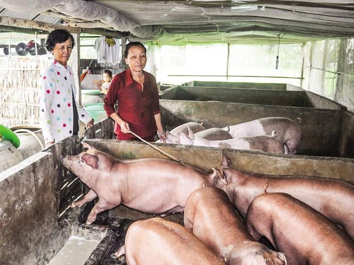 積極做好非洲豬瘟疫情處置工作