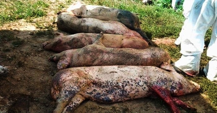 （圖源：互聯網） 