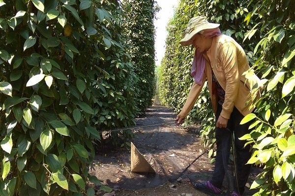 （示意圖源：互聯網）