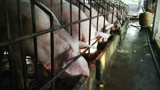 （示意圖源：互聯網） 