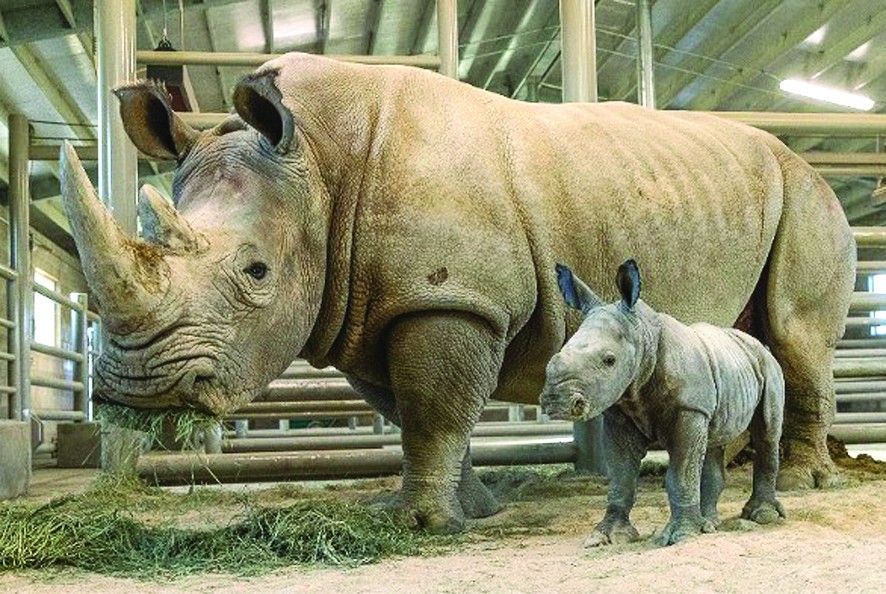 （圖源：互聯網） 