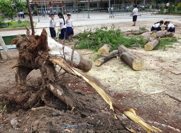 平陽省某小學鳳尾樹連根拔起（圖源：互聯網） 