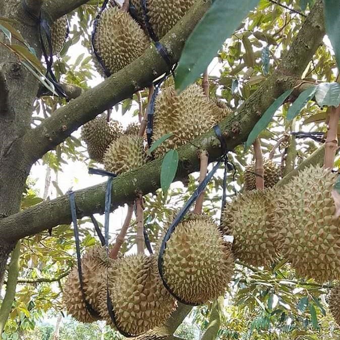 （示意圖源：互聯網）