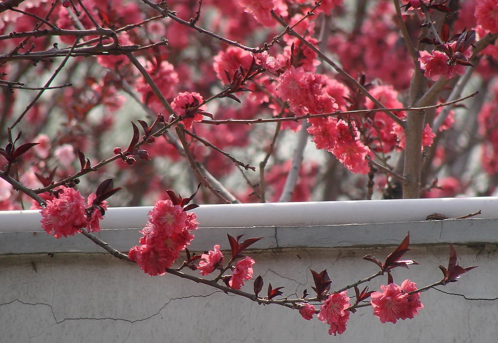 （圖源：互聯網） 