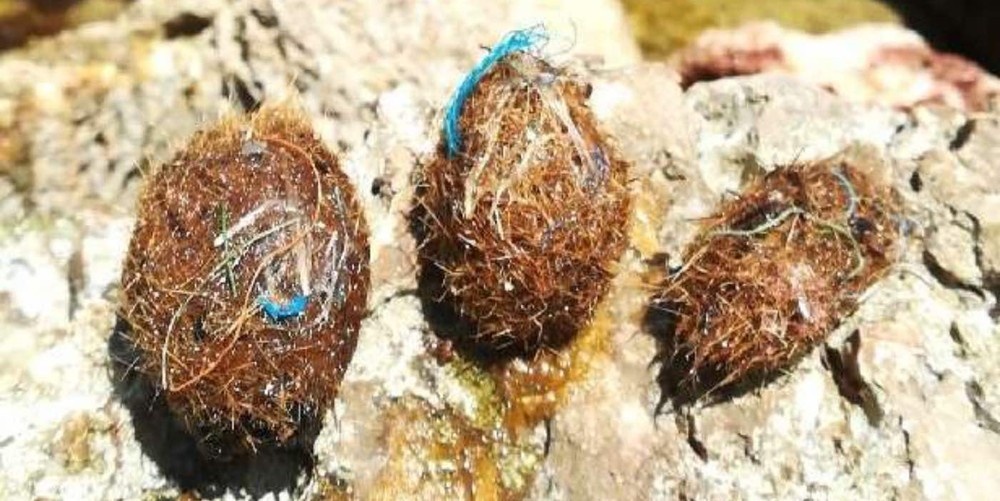 （圖源：互聯網） 